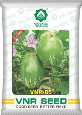the green dotcom vnr B-5 hybrid brinjal Seed (10 g) Seed(20 per packet)