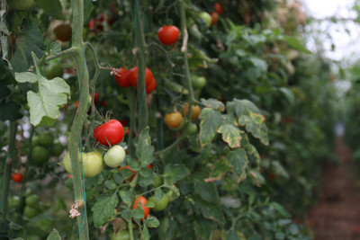 MORENK tomato Seed(80 per packet)