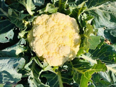 MAKHAN white cauliflower,gobhee seeds Seed(40 per packet)