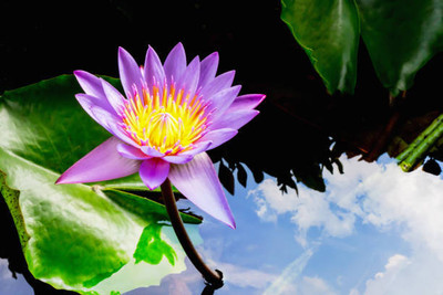 UPASSANA lotus,kamal gatta Seed(10 per packet)