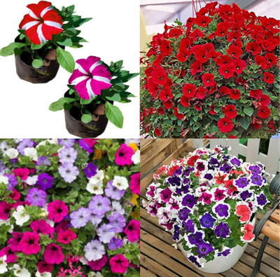 ibains Petunia flower seeds all colours pack of 30 Seed(30 per packet)