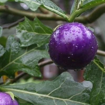 CYBEXIS Vegetable Seeds Natural Nutritious Purple Tomato2000 Seeds Seed(2000 per packet)