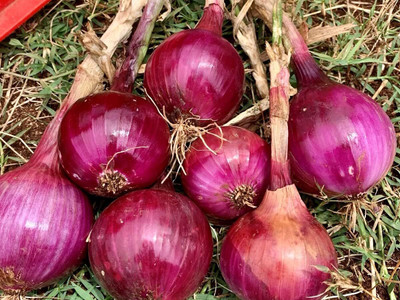 WILLVINE MEH -V Red Creole Onion Seeds [2.5g] Seed(1500 per packet)