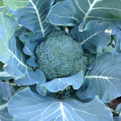 ibains f1 hybrid broccoli seeds Seed(75 per packet)