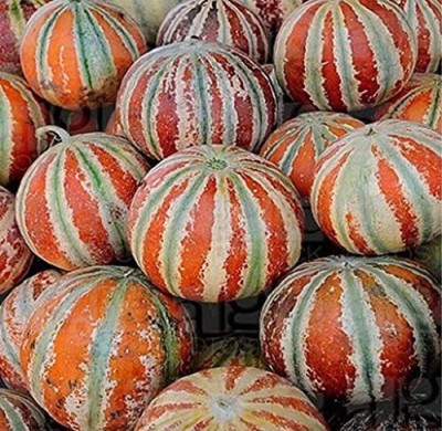 VibeX TLX-92 - MUSK MELON KAJRI - (150 Seeds) Seed(150 per packet)