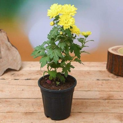 Quentova Yellow Chrysanthemum-3M-CIAR Seed(50 per packet)