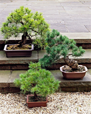 the green dotcom beautiful bonsai herb hybrid seeds 1-packet Seed(105 per packet)