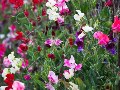 KANAYA Sweet Pea Mixed Color Seeds For home Gardening Seed(115 per packet)