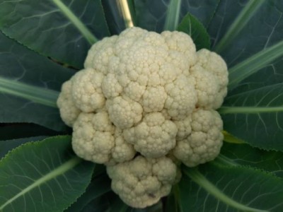 wequality white cauliflower,gobhee seeds Seed(30 per packet)