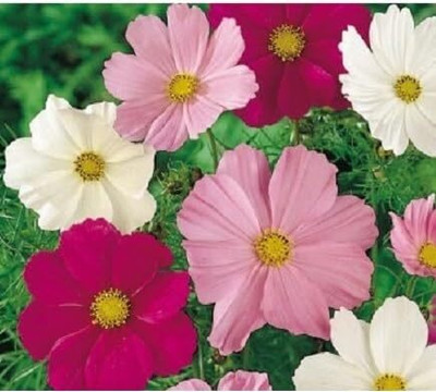 Lorvox Double Click Cranberries' Seeds. Cosmos Cranberries Seed(40 per packet)