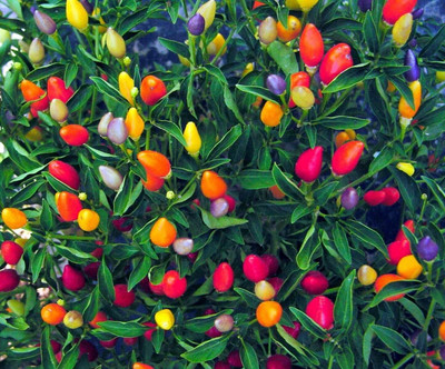 Epazo Ornamental Chilly (Capsicum) Choice Flower Seed(20 per packet)