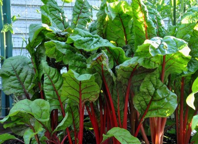 CYBEXIS Heirloom Swiss Chard Seeds 1000 Seeds Seed(1000 per packet)