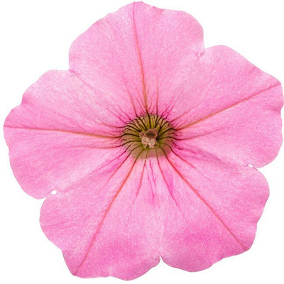 Quentova Bubblegum Petunia hybrid-VXL-2I Seed(75 per packet)