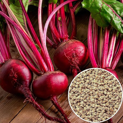 GREENSEA Beetroot, Chukandar Seed(54 per packet)