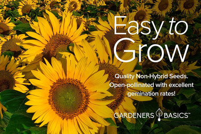 CYBEXIS NBIR-8 - Velvet QueenSunspotLemon QueenGiant Mammoth Sunflower - (150 Seeds) Seed(150 per packet)