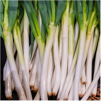 WILLVINE SCI -XVI White Tokyo Long Onion Seeds [50g] Seed(30000 per packet)