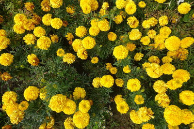 BSARKAR marigold/gende ka phool flower seeds Seed(75 per packet)