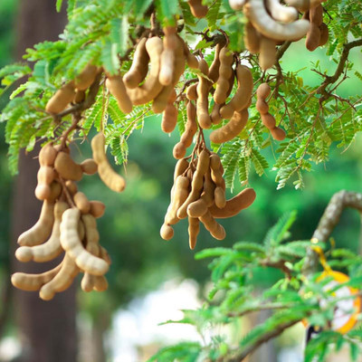 Aywal IMLI Seed(7 g)
