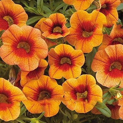 CYBEXIS Calibrachoa Organic Petunia Seed Seed(1 g)