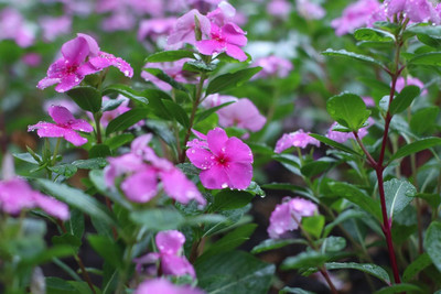 Lorvox Vinca Mix Flower Seed(25 per packet)