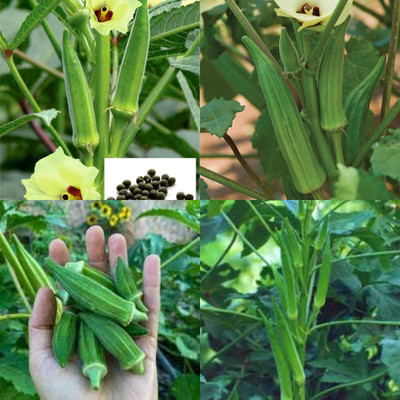 ibains Radhika bhindi seeds 11 Seed(11 per packet)