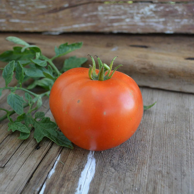 Biosnyg Fast Growing Silvery Fir Tree Tomato Vegetable Seeds For Planting - (1000 Seeds) Seed(1000 per packet)