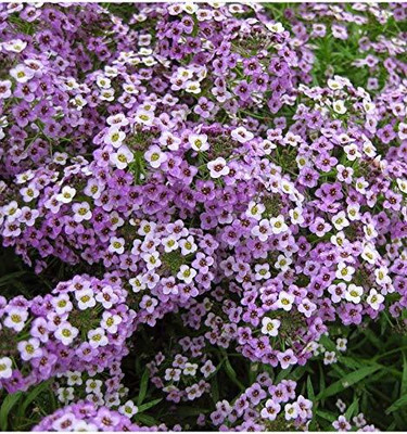 Epazo Exotic sweet allysum Seed(100 per packet)