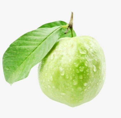 Quentova Guava, Amrood-ICRA-3O Seed(100 per packet)