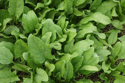 VibeX ® LXI-448 SPINACH (PALAK ) SEEDS Seed(500 per packet)