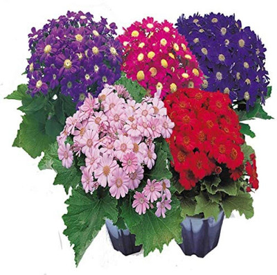 Lorvox Cineraria Early Perfection Mixed Seed(25 per packet)