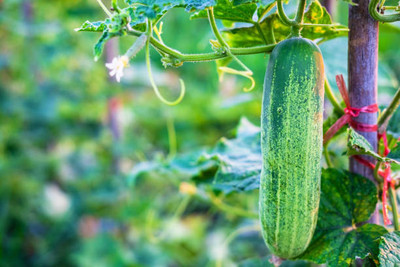 AFARTIOBINA 137 Pc Cucumber Seeds Seed(137 per packet)