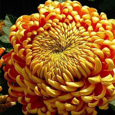 Lorvox Chrysanthemum Seed(70 per packet)