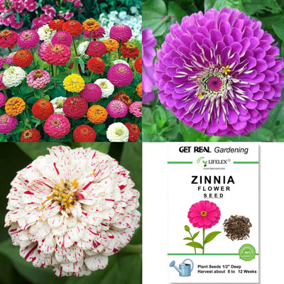 LIFELEX Zinnia Flower Seed(22 per packet)