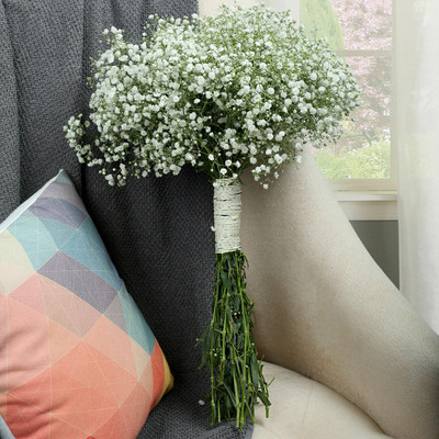 XOLDA Gypsophila flower Seed(15 per packet)