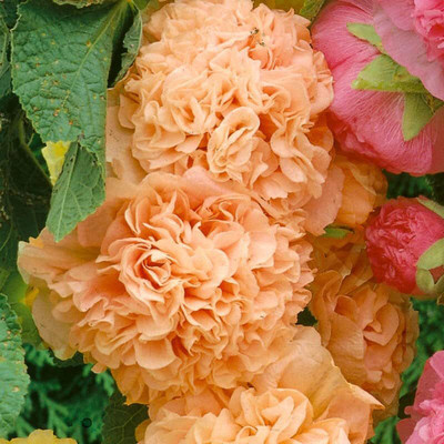 Aywal Hollyhock Hybrid Seed(50 per packet)