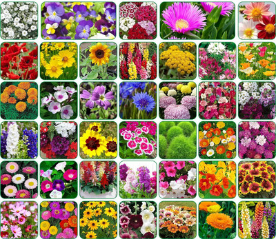 CRGO SNAPDRAGON Seed(25 per packet)