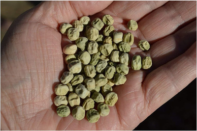 CYBEXIS LXI-39 - Peas Little Marvel Sweet Bush Pea - (100 Seeds) Seed(100 per packet)