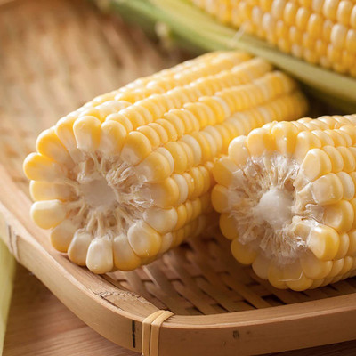 CYBEXIS Fast Germinating Yellow Corn Seeds1000 Seeds Seed(1000 per packet)