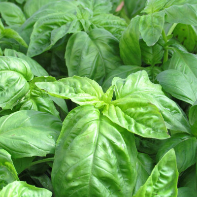 XEFRA Basil Organic Seed(70 per packet)