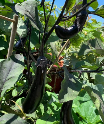UGRA Hansel Hybrid Eggplant/Brinjal Seed(4000 per packet)