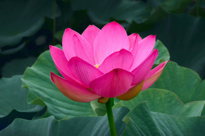 agrilabh lotus,kamal gatta Seed(14 per packet)