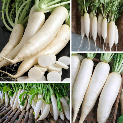Qualtivate GBPT-6A Mooli Radish Seeds Seed(300 per packet)