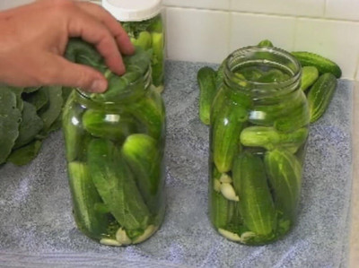 KNESSiN German Cucumber Seed(200 per packet)