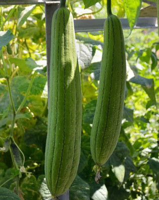 CYBEXIS LX-98 - Sponge Gourd for Planting - (900 Seeds) Seed(900 per packet)