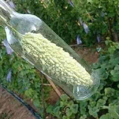 CYBEXIS Bitter Gourd Seed(800 per packet)