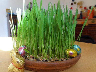 Aywal Wheat grass seeds for planting,High germination Seed(10000 per packet)