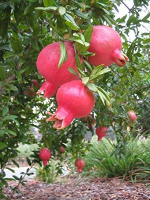 Qualtivate GBPT-6A Sweet Dwarf Pomegranate Fruit Tree Seed(50 per packet)