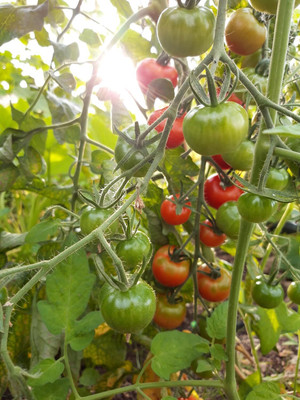 KNESSiN F1 Hybrid Alicante Tomato Seeds For Growing - (4000 Seeds) Seed(4000 per packet)