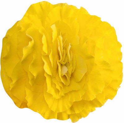 CYBEXIS LXI-39 - Begonia Flower -Yellow - (270 Seeds) Seed(270 per packet)