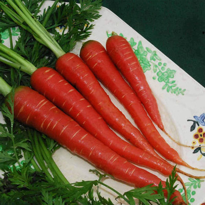 WILLVINE VXI-471 Red Carrot Seeds Seed(500 per packet)